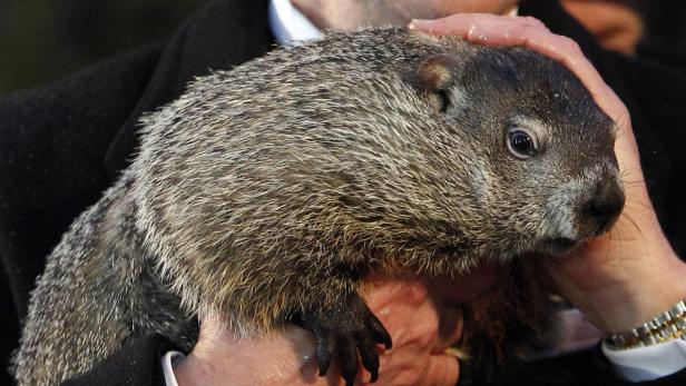Ein Murmeltier wird von Händen gehalten.