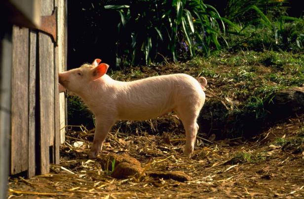 Ein Ferkel steht an einem Holzzaun.