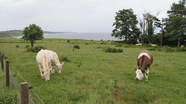 Midsommar, Süßgebäck & Krimis