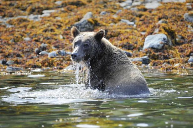Expedition zu Robben, Bären und Buckelwalen