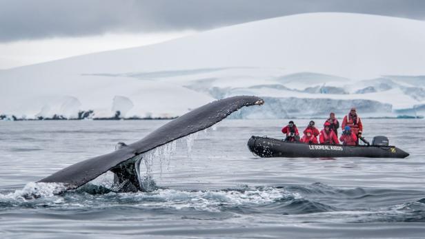 Expedition zu Robben, Bären und Buckelwalen