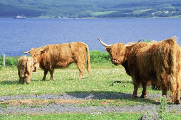 Highland cattle family on the Isle of Mull, Britis…