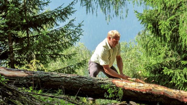 Ein Mann spaltet einen Baumstamm mit einer Axt im Wald.