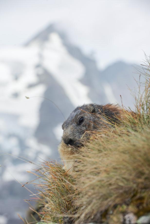 Ein Murmeltier lugt aus dem Gras vor einem verschneiten Berg hervor.