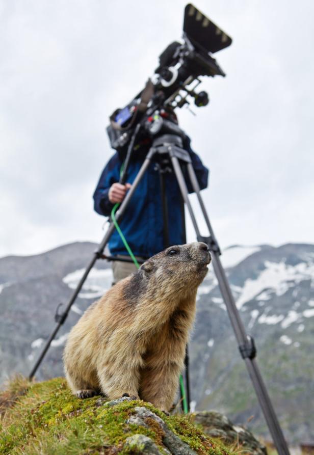 Ein Murmeltier steht vor einer Filmkamera in den Bergen.
