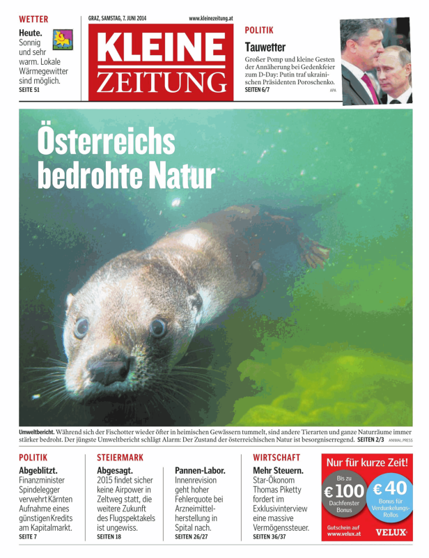 Ein Fischotter schwimmt im Wasser.