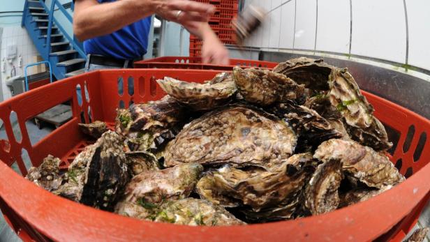 Ein roter Korb ist gefüllt mit frischen Austern.