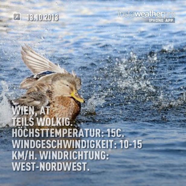 Eine Ente badet im Wasser.