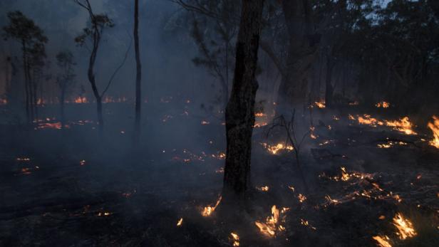 Ein Waldbrand mit Flammen, die zwischen den Bäumen lodern.