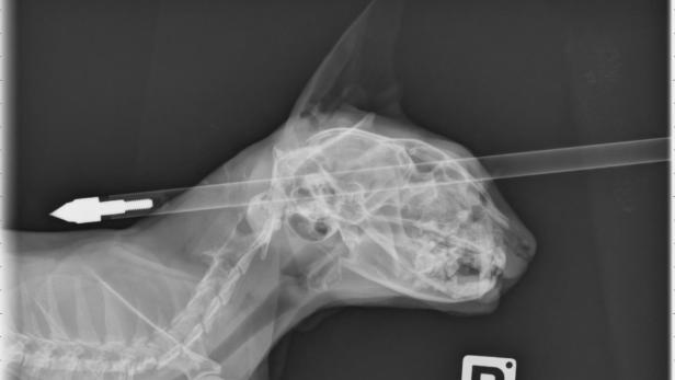 Das Röntgenbild einer Katze zeigt einen Pfeil, der ihren Hals durchbohrt.