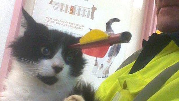 Eine schwarz-weiße Katze mit einem Spielzeugpfeil auf dem Kopf schaut in die Kamera.