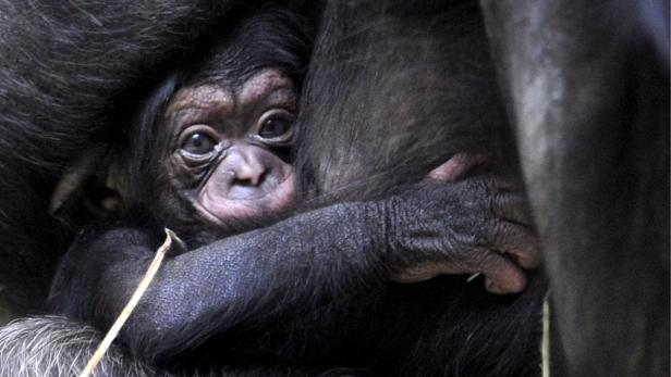 Schimpansen: Gesellige Vielkönner