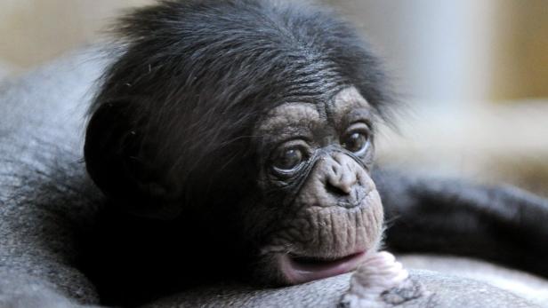 Schimpansen: Gesellige Vielkönner