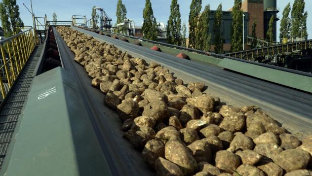 Zuckerrüben werden auf einem Förderband transportiert.