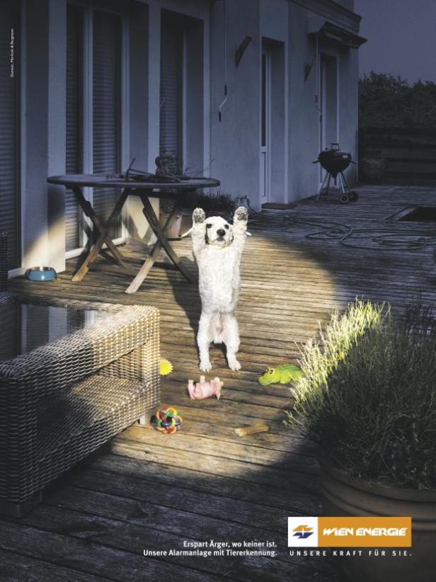 Ein weißer Hund steht auf einer Holzterrasse mit erhobenen Vorderpfoten.