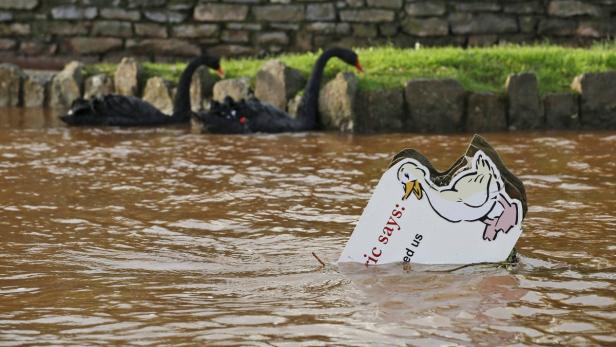 Zwei schwarze Schwäne schwimmen in einem überfluteten Fluss, im Vordergrund ein Schild mit einer Cartoon-Ente.