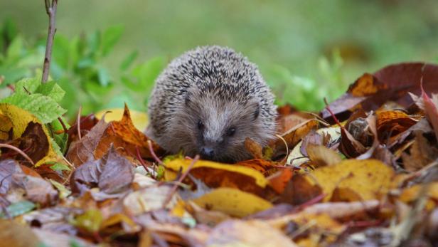 Ein Igel sitzt zwischen bunten Herbstblättern.