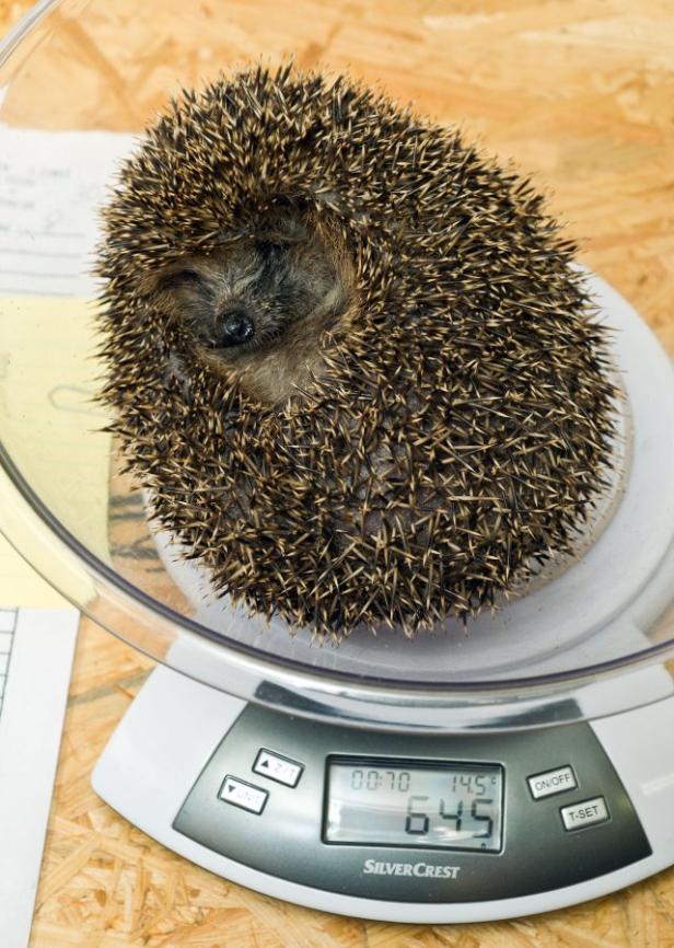 Ein Igel wird auf einer Digitalwaage gewogen.