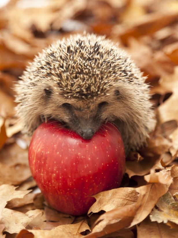 Ein Igel balanciert auf einem roten Apfel inmitten von Herbstlaub.