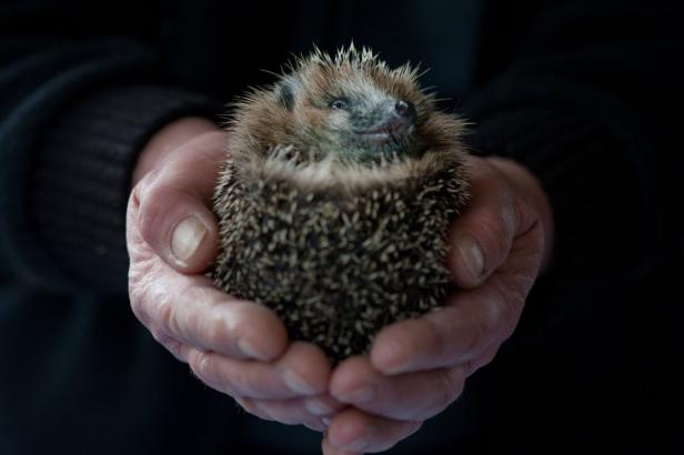 Ein Igel wird in den Händen einer Person gehalten.