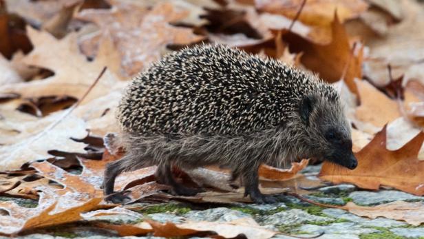 Ein Igel läuft über herbstliche Blätter.