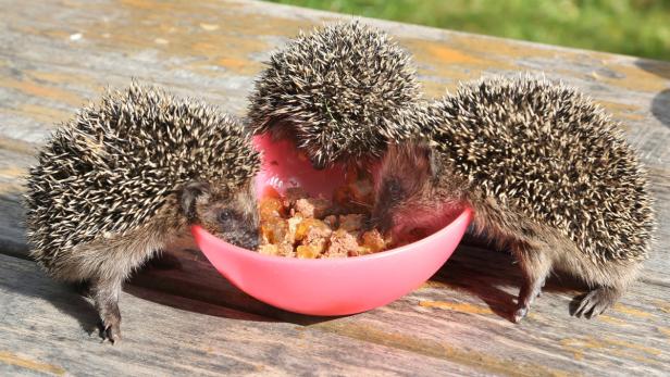 Drei kleine Igel fressen aus einer rosa Schüssel auf einem Holztisch.