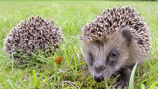 Zwei Igel sitzen im grünen Gras.