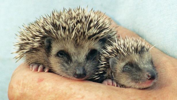 Zwei kleine Igel kuscheln sich in eine Hand.