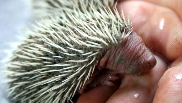 Ein junger Igel wird in einer Hand gehalten.