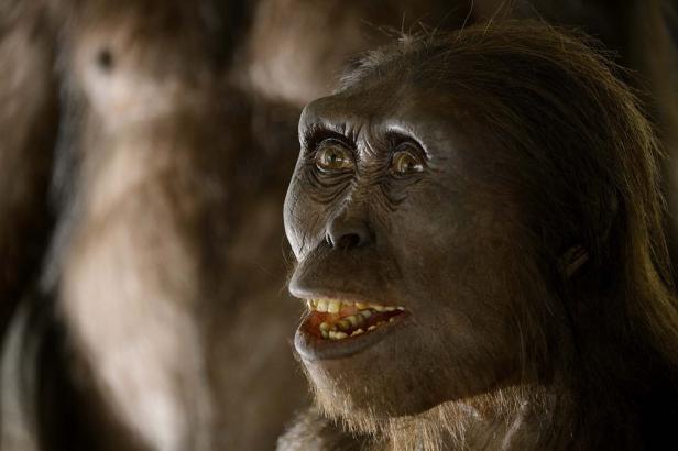 Nahaufnahme des Gesichts eines Australopithecus, möglicherweise „Lucy“.