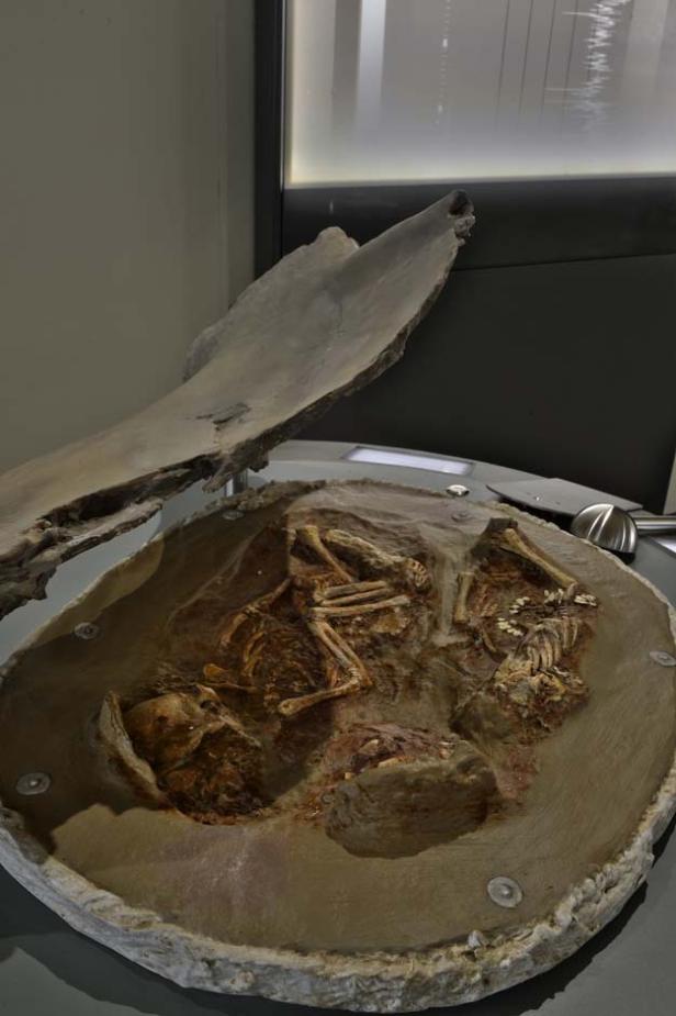 Fossilien von zwei Individuen liegen in einer Gesteinsmatrix.
