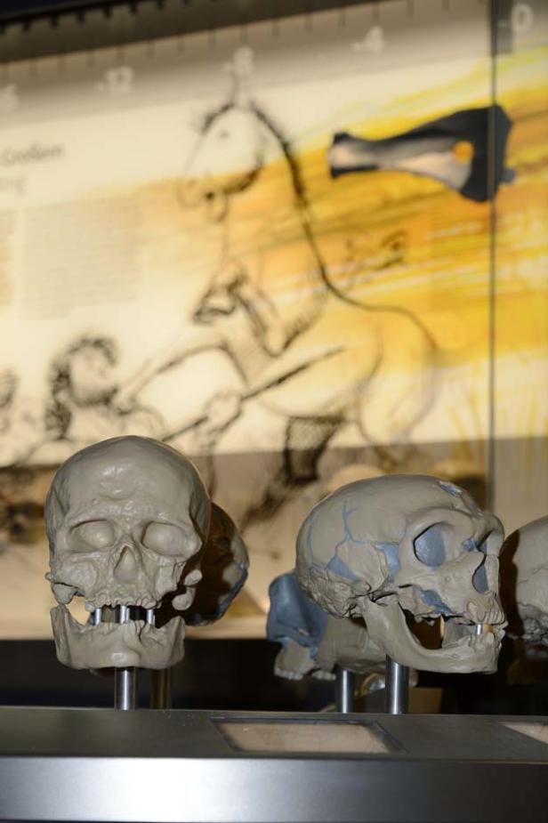Mehrere Schädel von Hominiden in einer Museumsausstellung.