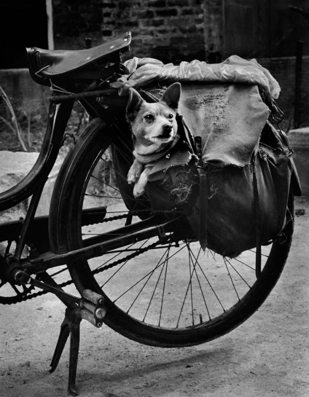 Ein kleiner Hund sitzt in einer Fahrradtasche auf dem Gepäckträger.
