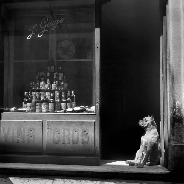 Ein Hund sitzt vor einem Schaufenster mit einer Pyramide aus Weinflaschen.