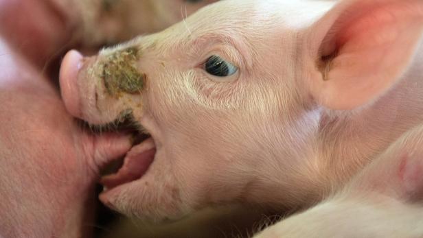 Ein Ferkel saugt an einer Zitze.