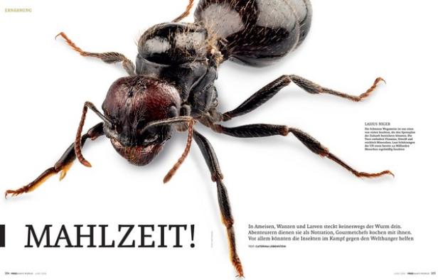 Nahaufnahme einer schwarzen Wegameise (Lasius niger) auf weißem Grund.