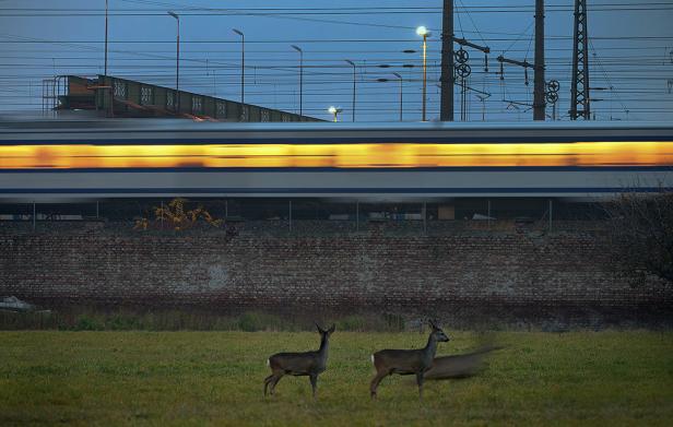 Rehe stehen auf einer Wiese, während im Hintergrund ein Zug vorbeifährt.