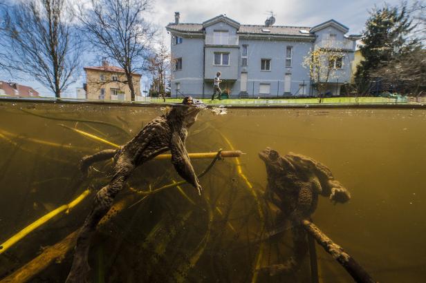 Zwei Kröten schwimmen in einem Teich, im Hintergrund ein Wohnhaus.