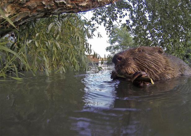 Ein Biber schwimmt im Wasser und nagt an einem Ast.