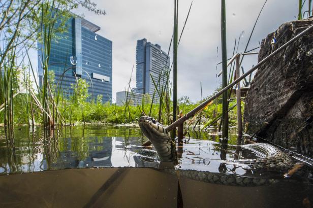 Eine Ringelnatter schwimmt in einem Teich vor modernen Bürogebäuden.