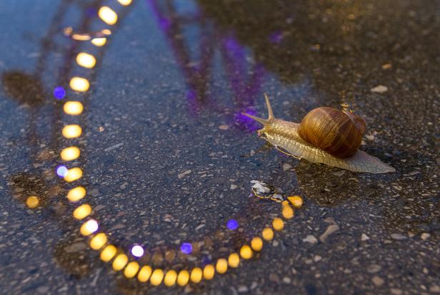 Eine Schnecke kriecht über eine nasse Oberfläche, auf der sich Lichter spiegeln.