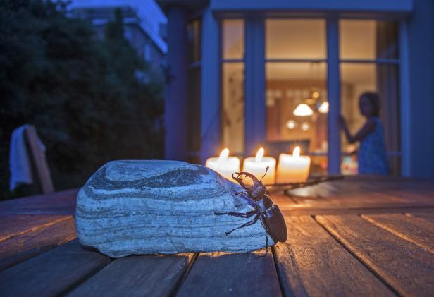 Ein Hirschkäfer krabbelt auf einem Stein auf einem Holztisch im Freien.
