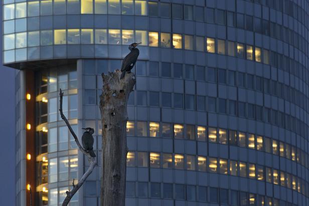 Zwei Kormorane sitzen auf einem Baumstumpf vor einem Bürogebäude.