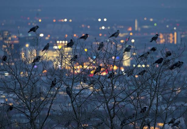 Eine Gruppe Krähen sitzt in einem Baum vor dem Hintergrund einer beleuchteten Stadt bei Nacht.