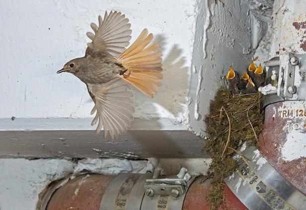 Ein Rotkehlchen fliegt zu seinem Nest mit hungrigen Küken.