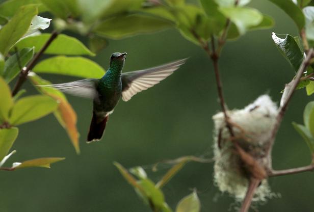 Ein Kolibri fliegt zu seinem Nest in einem Baum.
