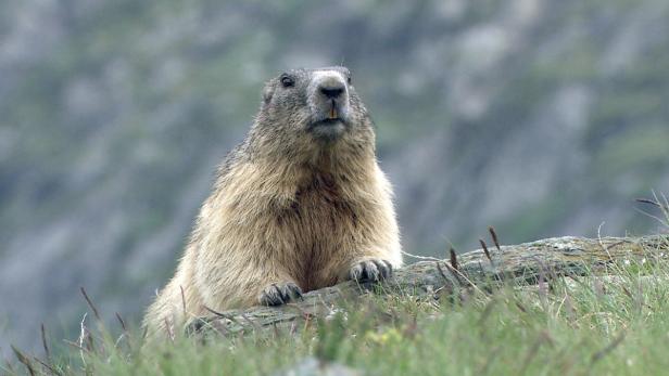 Ein Murmeltier steht aufrecht in einer Wiese und blickt aufmerksam in die Ferne.