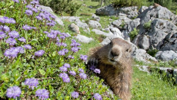 Ein Murmeltier sitzt neben lila Bergblumen.
