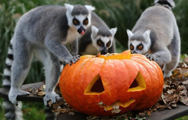 Drei Lemuren untersuchen einen geschnitzten Halloween-Kürbis.