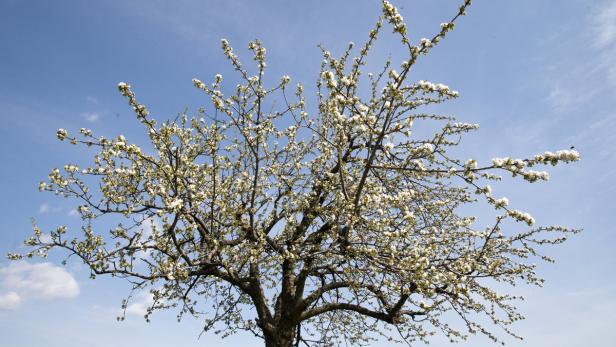 Ein blühender Baum mit weißen Blüten vor einem blauen Himmel.